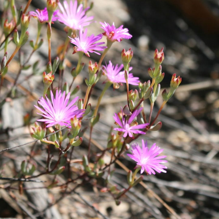 Lampranthus Flower Seeds Perennial – Heirloom, Non-GMO, High Germination Seeds