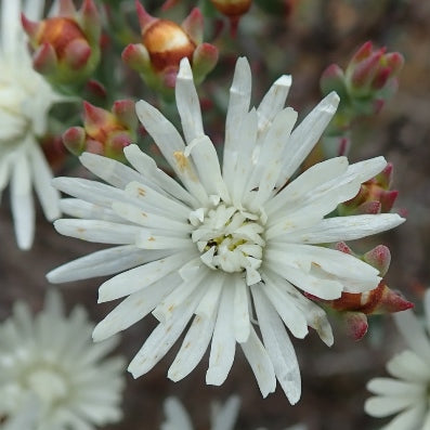 Lampranthus Flower Seeds White – Heirloom, Non-GMO, High Germination Seeds