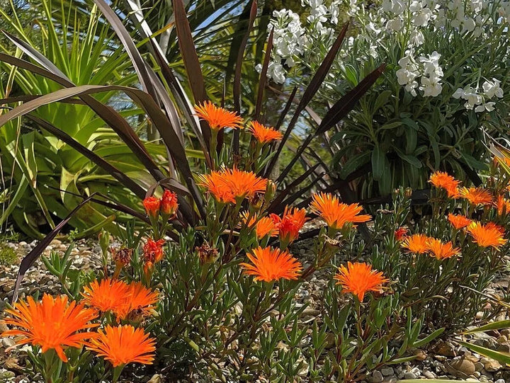 Orange Lampranthus Flower Seeds – Heirloom, Non-GMO, High Germination Seeds