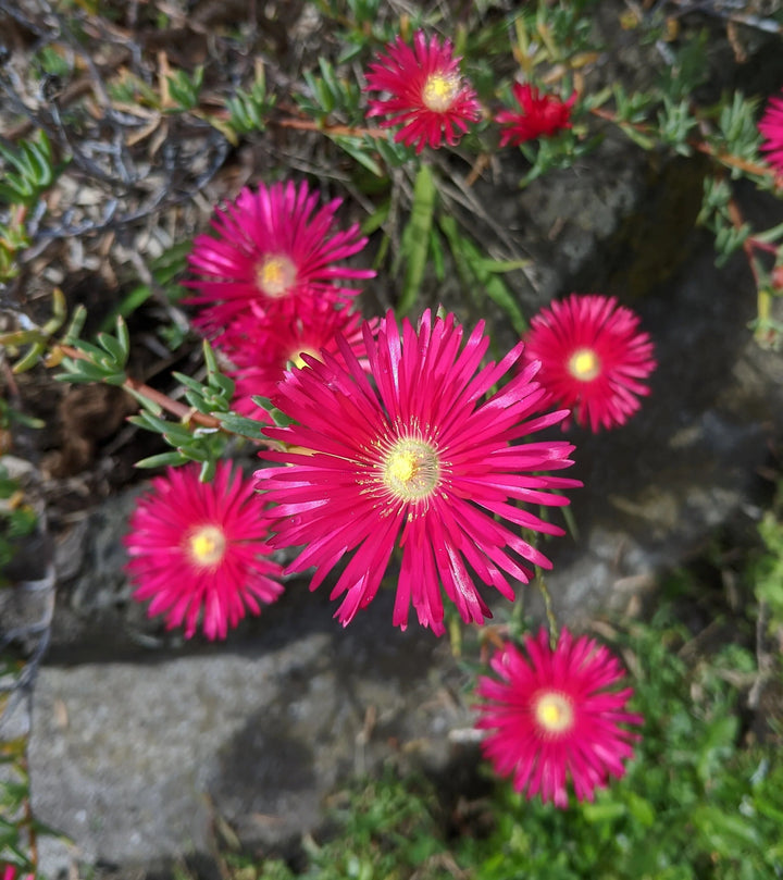 Semillas de Flores Lampranthus Rojas – Variedad Tradicional, No Modificadas Genéticamente, Alta Germinación