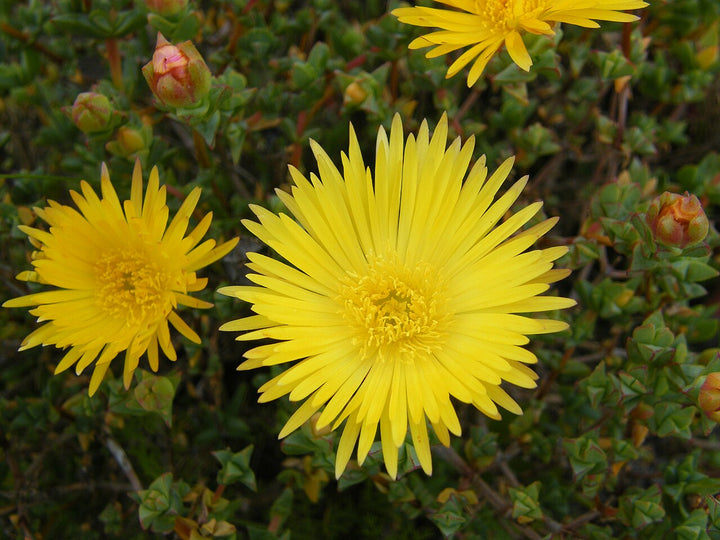 Yellow Lampranthus Flower Seeds – Heirloom Non-GMO High Germination Organic Seeds