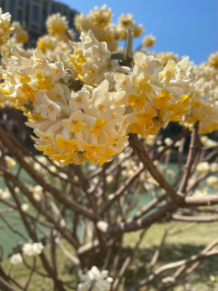 Semillas blancas Edgeworthian para plantar - Semillas de herencia no transgénicas de alta germinación