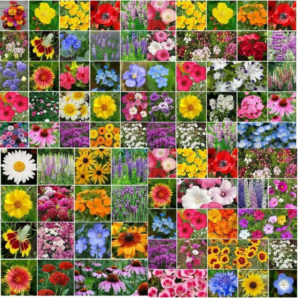 wildflower nevada flower seeds