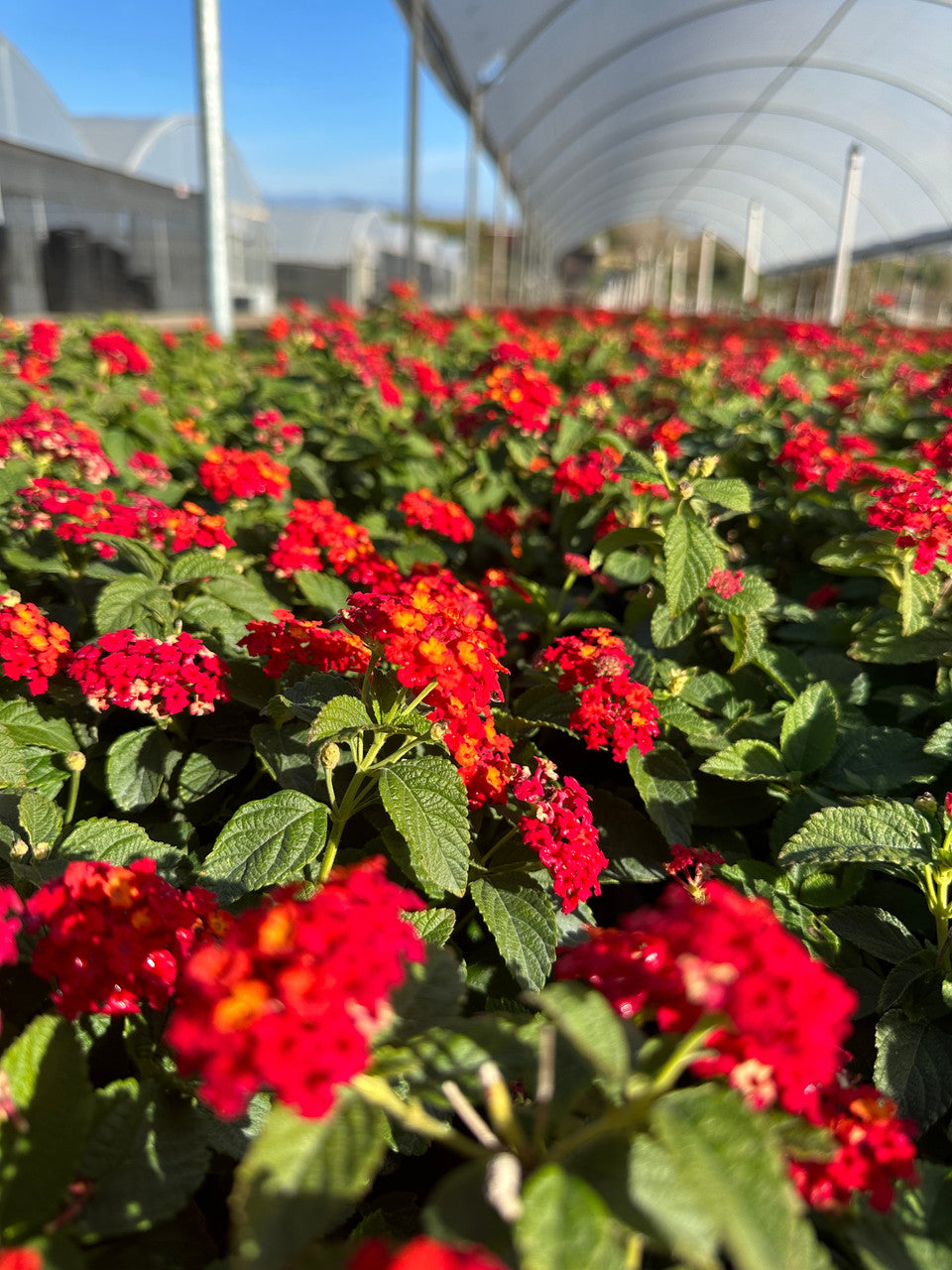 Red Lantana Flower Seeds – Heirloom, Non-GMO, High Germination Seeds