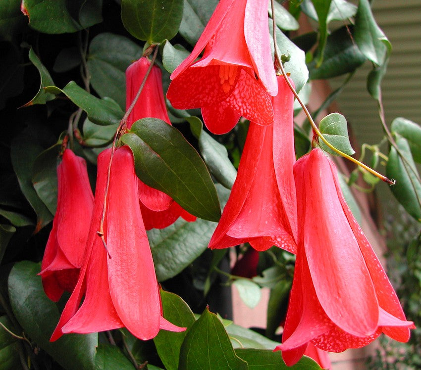 Red Lapageria Flower Seeds – Heirloom, Non-GMO, High Germination Seeds