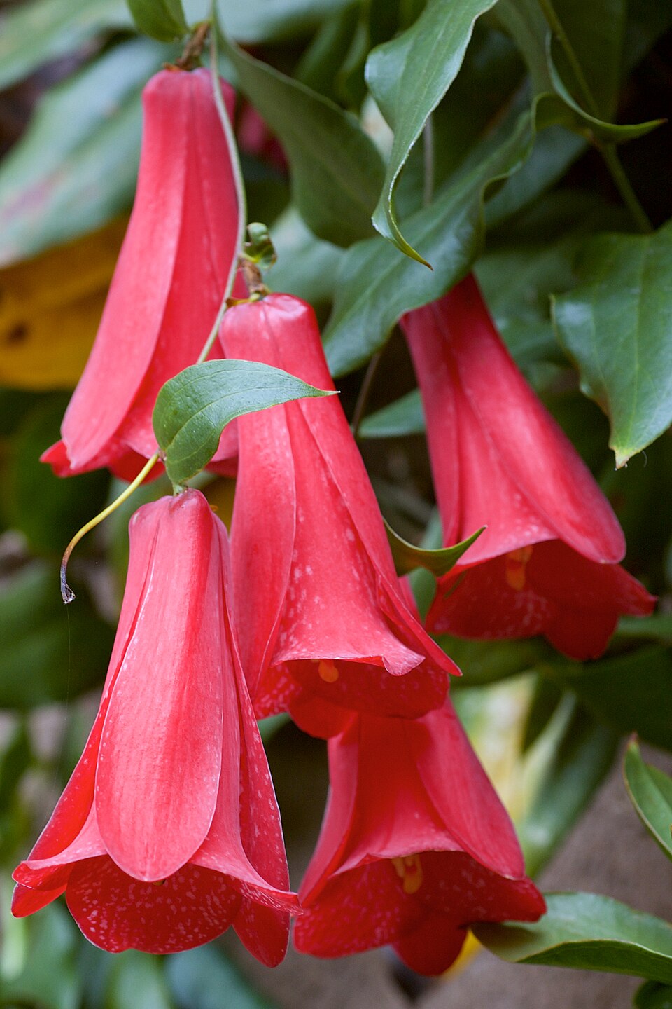 Red Lapageria Flower Seeds – Heirloom, Non-GMO, High Germination Seeds