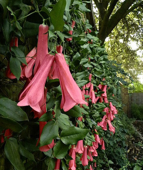 Lapageria Flower Seeds Pink – Heirloom, Non-GMO, High Germination Seeds