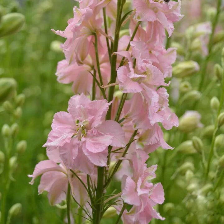 Larkspur Flower Seeds Pink – Heirloom, Non-GMO, High Germination Seeds