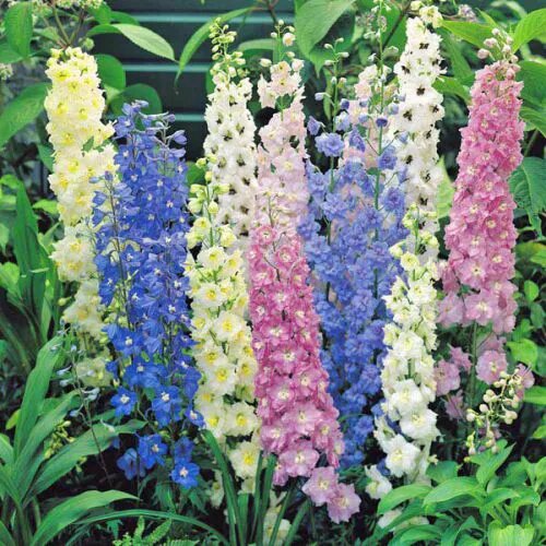 Mix Delphinium Flower Seeds for Planting – Heirloom Non-GMO High Germination Seeds