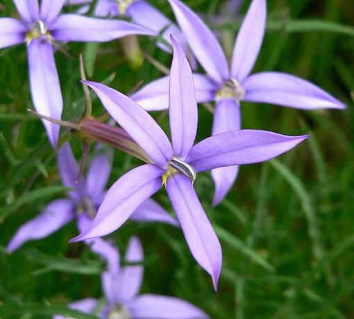 blue laurentia flower seeds