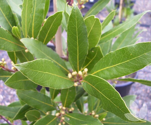 Laurus Nobilis Flower Seeds – Heirloom, Non-GMO, High Germination Seeds