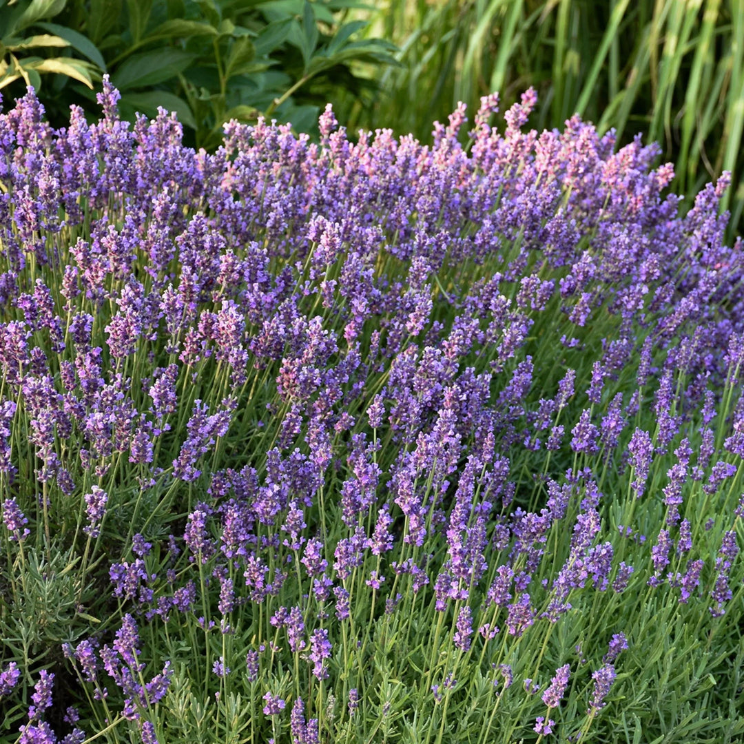 lavender vera flower seeds