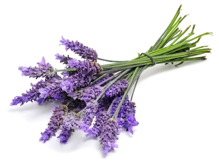 Lavender Tectorum Flower Seeds – Heirloom, Non-GMO, High Germination Seeds