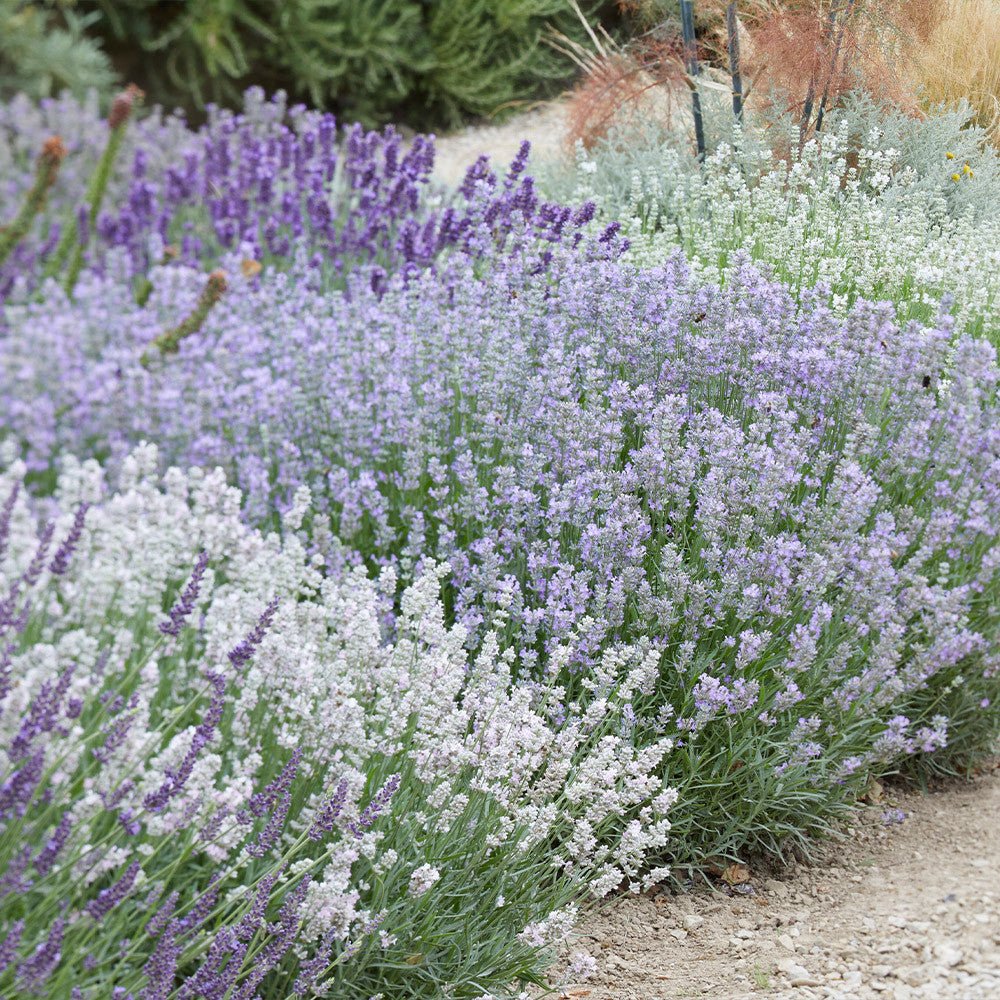 Mixed Lavender Flower Seeds – Heirloom, Non-GMO, High Germination Seeds