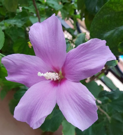 Lavender Blooming Hibiscus Flower Seeds – Heirloom, Non-GMO, High Germination Organic Garden Seeds