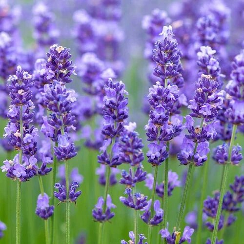 Lavander Flower Seeds – Heirloom, Non-GMO, High Germination Seeds for Planting