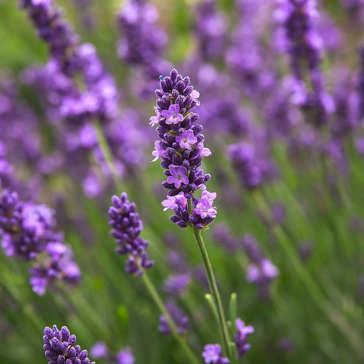Lavandula Flower Seeds Lavender – Heirloom, Non-GMO, High Germination Seeds