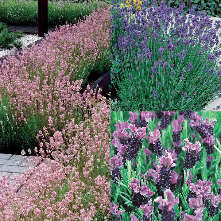 Mixed Lavender Flower Seeds – Heirloom, Non-GMO, High Germination Seeds