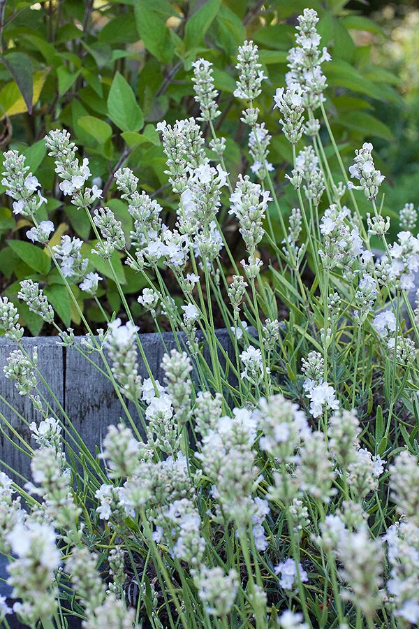 Lavender Flower Seeds White – Heirloom, Non-GMO, High Germination Seeds