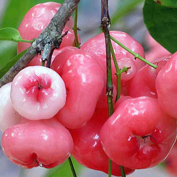 Pink Rose Apple Fruit Seeds for Planting – Heirloom Non-GMO High Germination Organic Garden Seeds