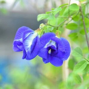 Dark Blue Balsamine Flower Seeds for Planting – Heirloom Non-GMO High Germination Organic Seeds