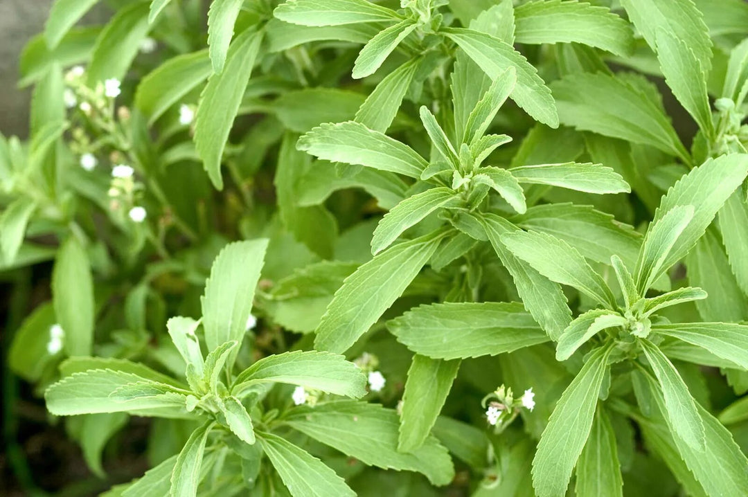 Stevia rebaudiana Seeds – Natural Sweet Herb, Heirloom &amp; Non-GMO Seeds for Sugar-Free Gardens