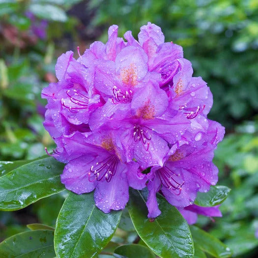 Giant Rhododendron Purple Flower Seeds – Heirloom Non-GMO High Germination Seeds
