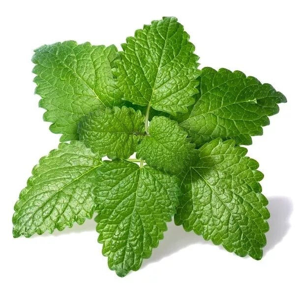 Lemon Balm Mint Seeds for Planting – Heirloom Non-GMO High Germination Organic Garden Seeds