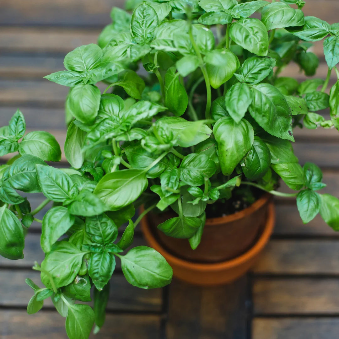 Basil Ocimum herb seeds