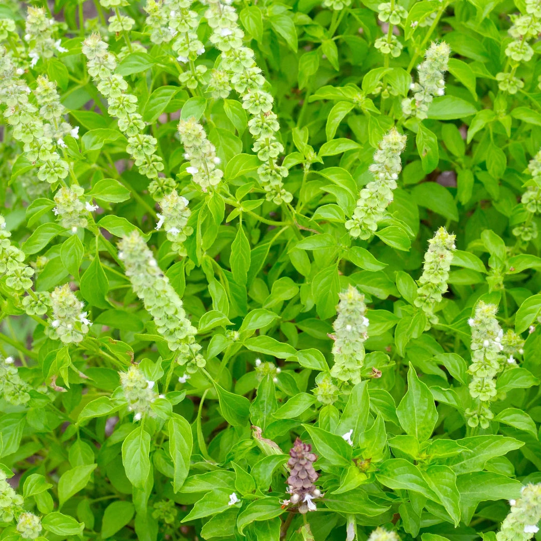 Lemon Basil herb seeds