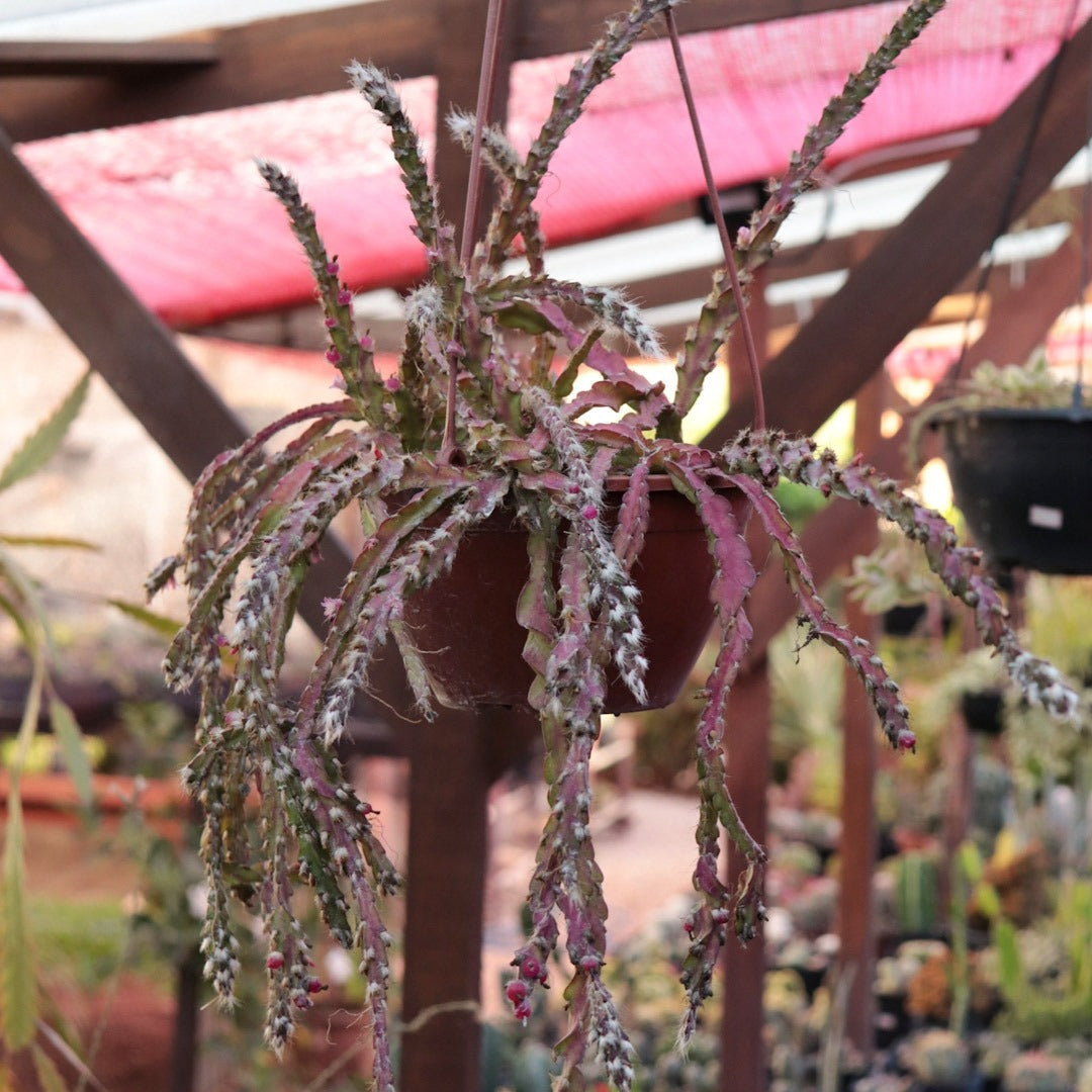violet lepismium flower seeds
