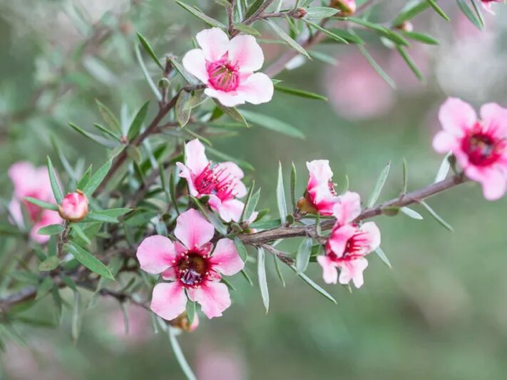 Semillas de flores de Leptospermum rosa – Semillas reliquia, sin OMG, de alta germinación