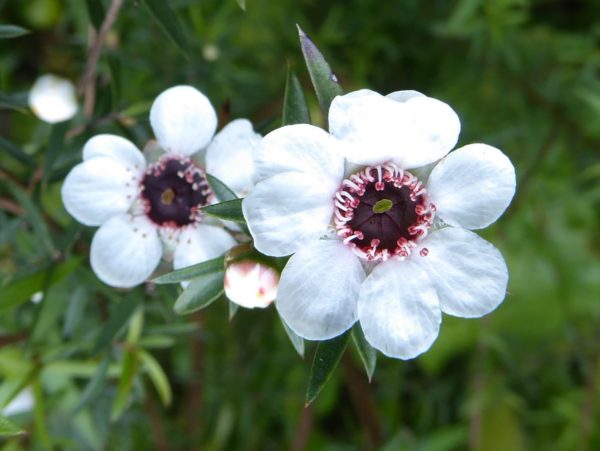 Semillas de flores de Leptospermum blancas – Variedad tradicional, no transgénicas, alta germinación