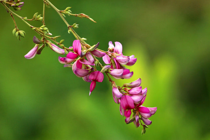 Pink Lespedeza Flower Seeds – Seeds for Planting, Heirloom, Non-GMO, High Germination Organic Garden Seeds