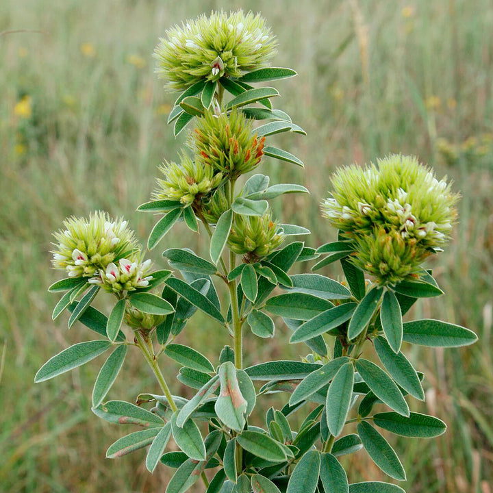 Lespedeza Flower Seeds Green – Heirloom, Non-GMO, High Germination Seeds