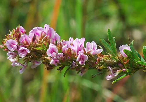 Lespedeza Blumensamen Hellrosa – Alte Sorte, gentechnikfrei, keimfreudige Samen