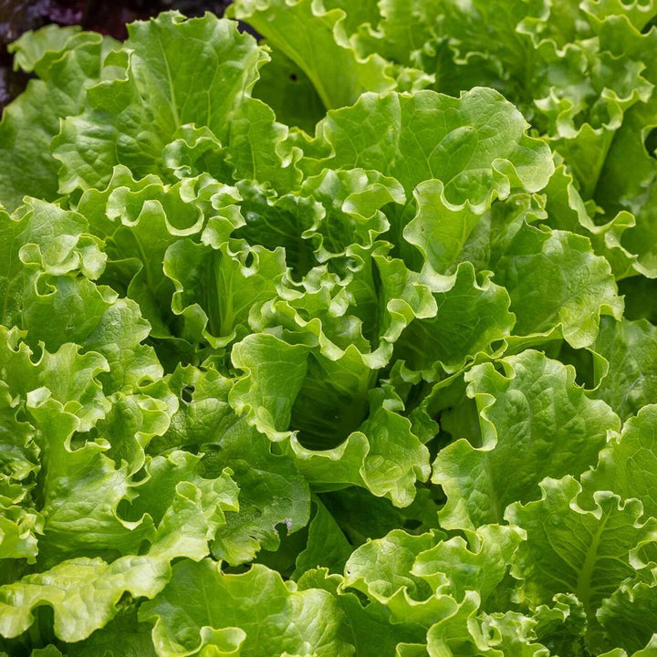 Batavia Plant Seeds – Heirloom, Non-GMO, High Germination Organic Garden Seeds for Planting Fresh &amp; Crisp Herbs