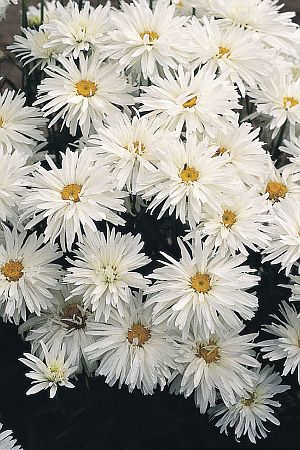 leucanthemumcrazydaisyimportedheirloomnongmohighgerminationorganicgarden flower seeds