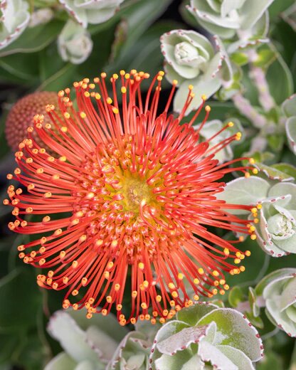 Leucospermum Flower Seeds Orange – Heirloom, Non-GMO, High Germination Seeds