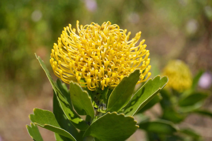 Leucospermum Flower Seeds Yellow – Heirloom Non-GMO High Germination Organic Seeds