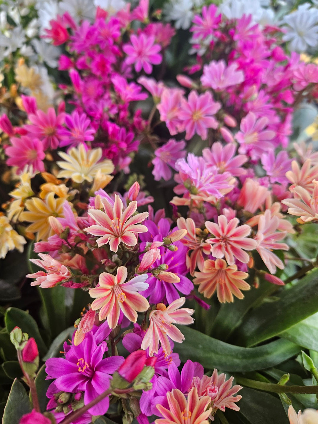Mixed Lewisia Cotyledon Flower Seeds – Heirloom, Non-GMO, High Germination Seeds