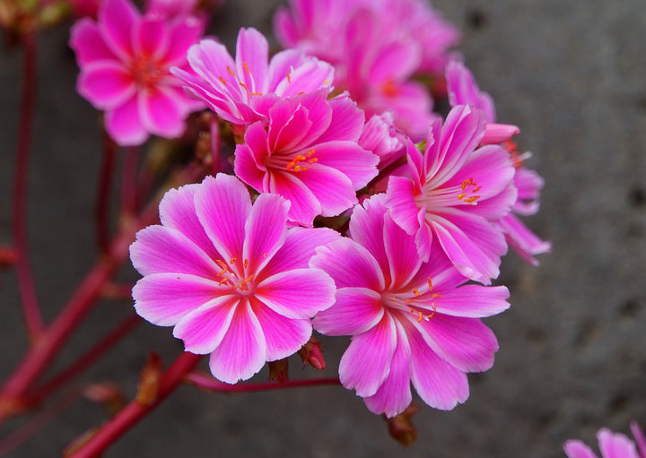 Pink Lewisia Cotyledon Flower Seeds – Seeds for Planting, Heirloom, Non-GMO, High Germination Organic Garden Seeds