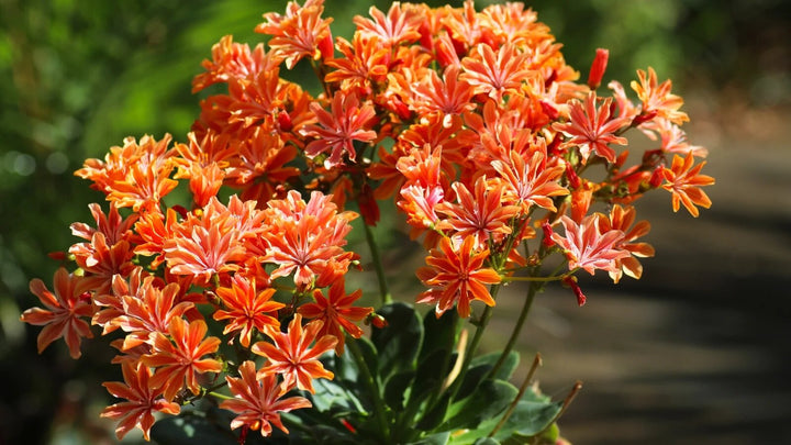 Lewisia Cotyledon Flower Seeds Orange – Heirloom, Non-GMO, High Germination Seeds