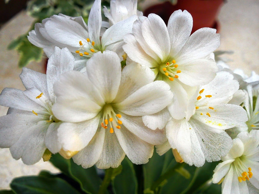 Lewisia Cotyledon Flower Seeds White – Heirloom, Non-GMO, High Germination Seeds