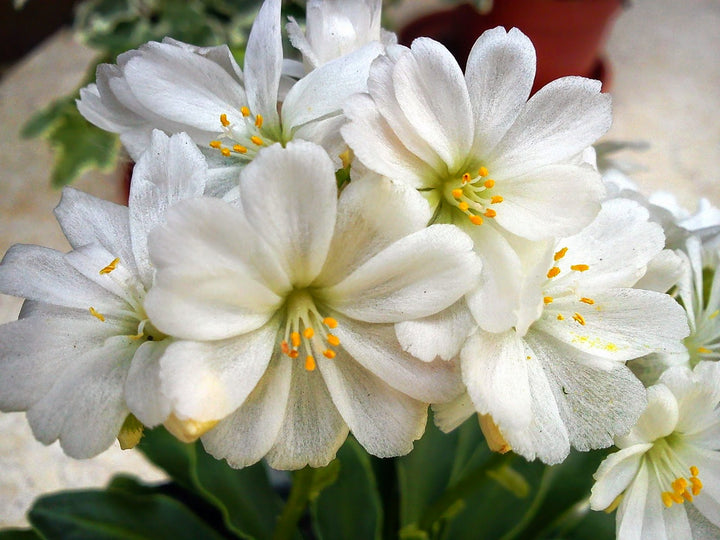 Lewisia Cotyledon Flower Seeds White – Heirloom, Non-GMO, High Germination Seeds