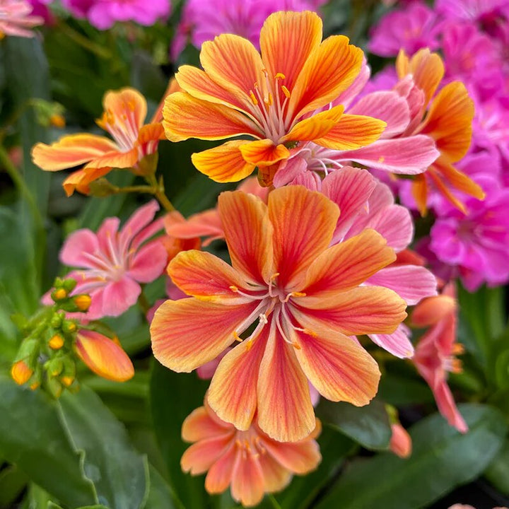 Orange Lewisia Flower Seeds – Heirloom, Non-GMO, High Germination Seeds