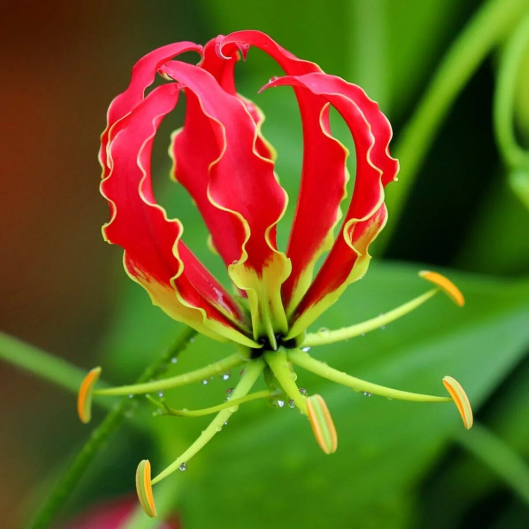 Gloriosa Flower Seeds – Heirloom, Non-GMO, High Germination Organic Garden Seeds for Planting