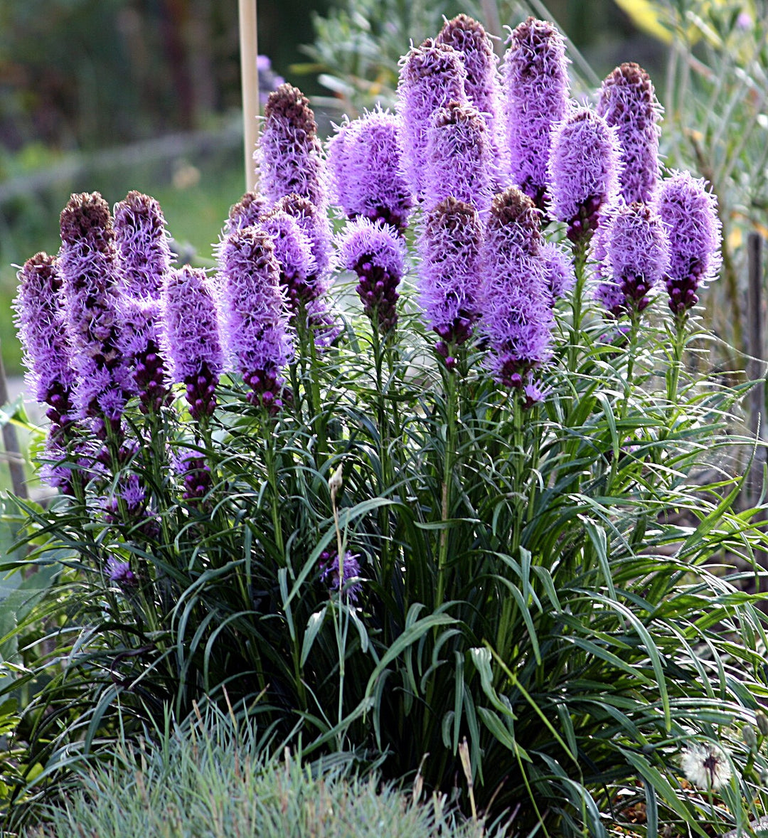 Purple Kniphofia Flower Seeds Heirloom Non-GMO High Germination Organic Garden Seeds for Planting