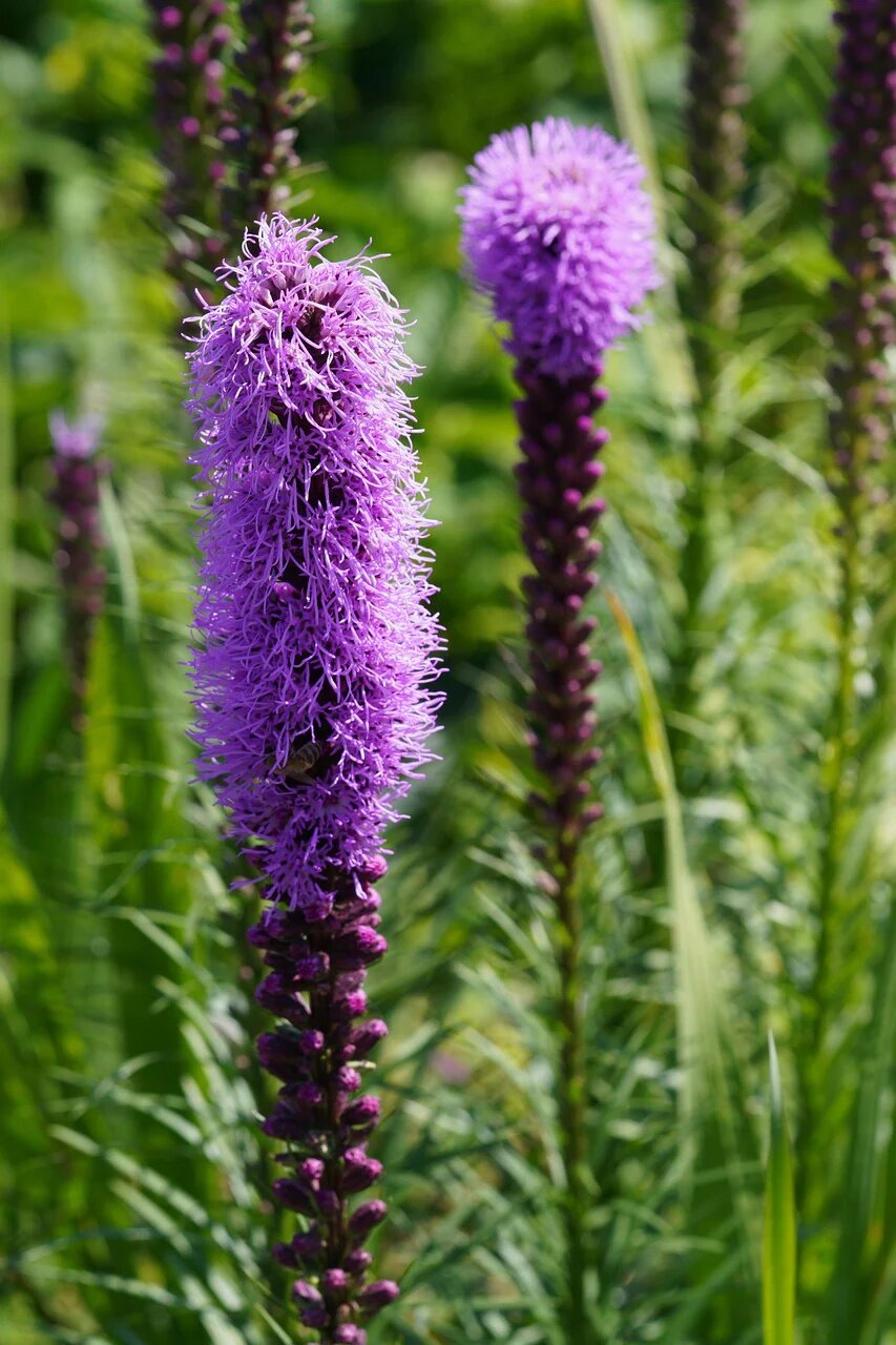 Purple Kniphofia Flower Seeds Heirloom Non-GMO High Germination Organic Garden Seeds for Planting