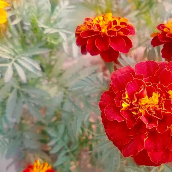 lightlovingmarigoldfastgrowingdroughttolerantmarigoldflowerheirloomnongmohighgerminationorganicgarden flower seeds